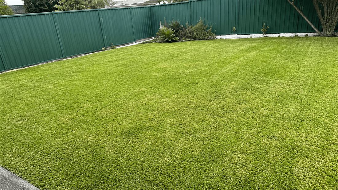 Freshly mowed backyard lawn with clean fence-line edges