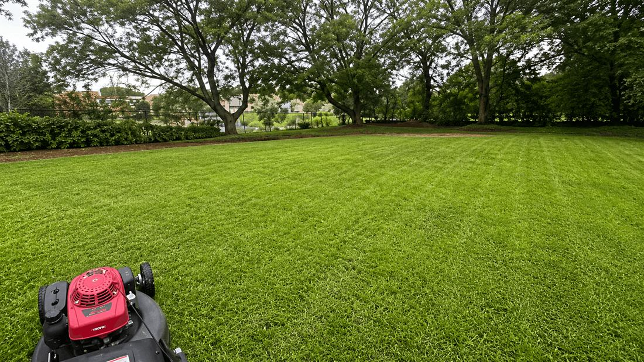 Large freshly mown lawn with even mowing lines under mature trees